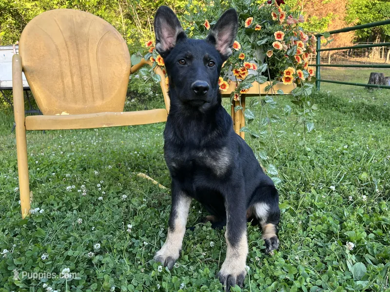 Blossom  – German Shepherd Dog puppy for sale in Edwards, MO