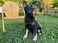 Blossom , a female German Shepherd Dog for sale in Edwards, MO – 3 of 10