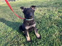 Blossom , a female German Shepherd Dog for sale in Edwards, MO – Photo 3 of 3