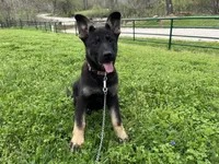 Blossom , a female German Shepherd Dog for sale in Edwards, MO – Photo 1 of 3