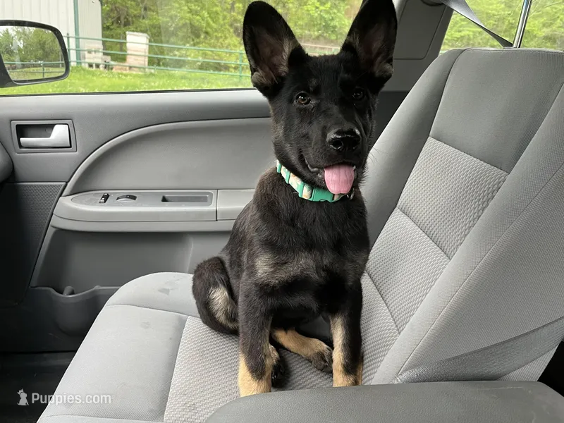 Blossom  – German Shepherd Dog puppy for sale in Edwards, MO