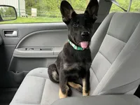 Blossom , a female German Shepherd Dog for sale in Edwards, MO – 5 of 10