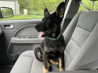 Blossom , a female German Shepherd Dog for sale in Edwards, MO – 6 of 10
