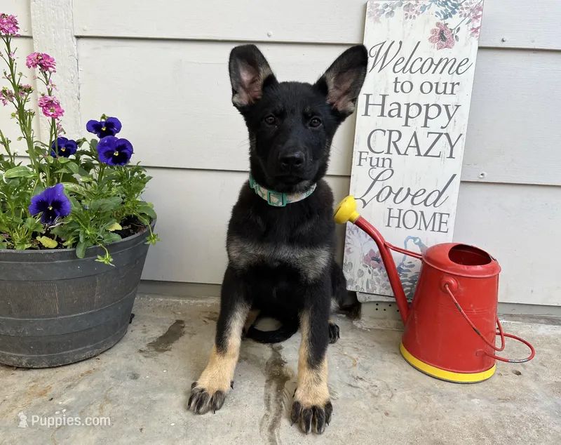 Blossom  – German Shepherd Dog puppy for sale in Edwards, MO