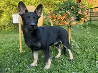 Blossom , a female German Shepherd Dog for sale in Edwards, MO – 4 of 10
