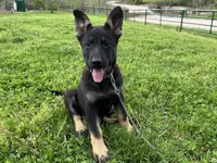 Blossom , a female German Shepherd Dog for sale in Edwards, MO – Photo 2 of 3
