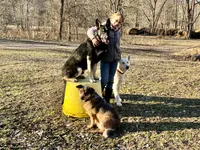 COMING SOON! Trained Deterrent Dog , a male German Shepherd Dog for sale in Edwards, MO – 10 of 10