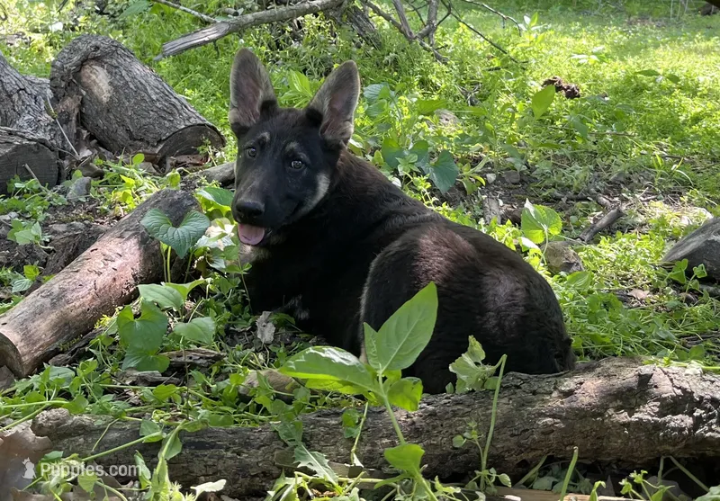 Breezy – German Shepherd Dog puppy for sale in Edwards, MO