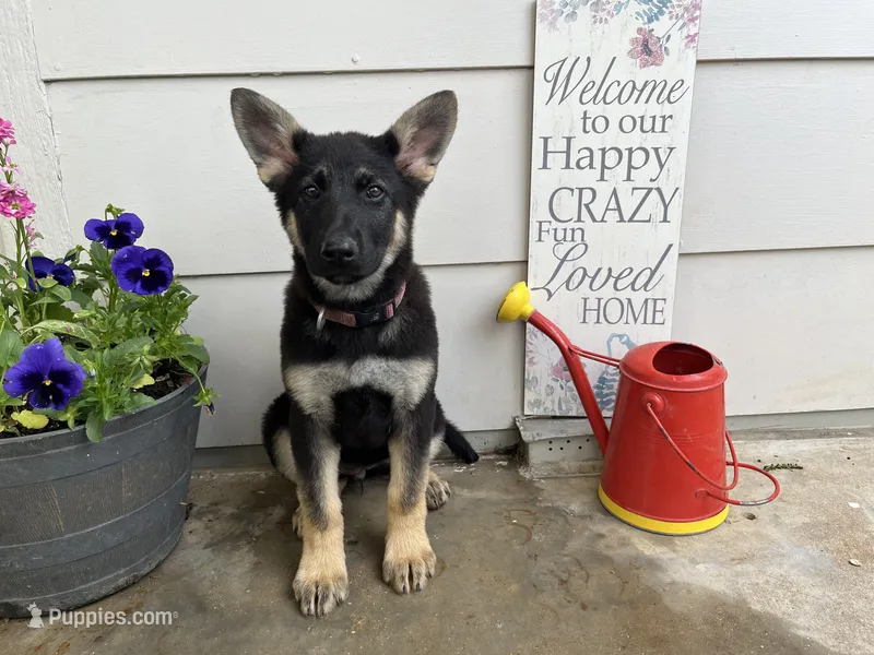 Breezy – German Shepherd Dog puppy for sale in Edwards, MO