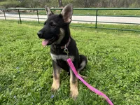 Breezy, a female German Shepherd Dog for sale in Edwards, MO – Photo 4 of 8