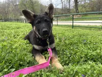 Breezy, a female German Shepherd Dog for sale in Edwards, MO – Photo 2 of 8