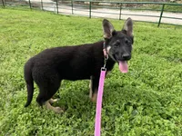 Breezy, a female German Shepherd Dog for sale in Edwards, MO – Photo 3 of 8