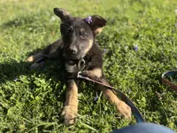 Breezy, a female German Shepherd Dog for sale in Edwards, MO – Photo 5 of 8