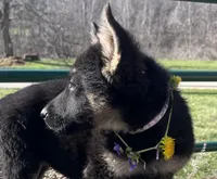 Breezy, a female German Shepherd Dog for sale in Edwards, MO – Photo 8 of 8