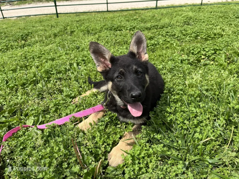 Breezy, a female German Shepherd Dog for sale in Edwards, MO – Photo 1 of 8
