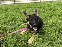 Breezy, a female German Shepherd Dog for sale in Edwards, MO – Photo 1 of 8