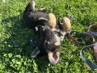 Breezy, a female German Shepherd Dog for sale in Edwards, MO – Photo 6 of 8