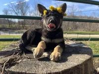 Breezy, a female German Shepherd Dog for sale in Edwards, MO – Photo 7 of 8