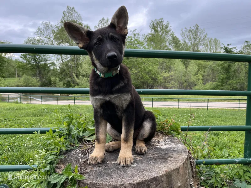 Breezy – German Shepherd Dog puppy for sale in Edwards, MO