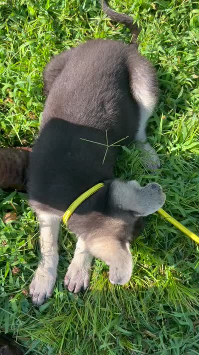Sandy, a female German Shepherd Dog for sale in Edwards, MO – 10 of 10