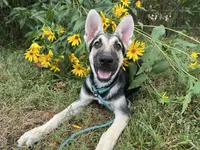 Rita, a female German Shepherd Dog for sale in Edwards, MO – 3 of 5