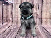 Sandy, a female German Shepherd Dog for sale in Edwards, MO – 3 of 8