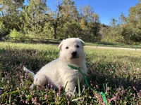 Sly, a female German Shepherd Dog for sale in Edwards, MO – 4 of 10