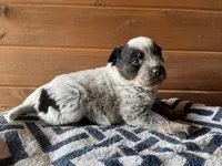 Felicity 🥰, a female Australian Cattle Dog for sale in Edwards, MO – Photo 6 of 10