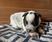 Felicity 🥰, a female Australian Cattle Dog for sale in Edwards, MO – Photo 2 of 10