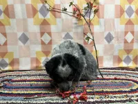 Tulip 🌷 , a female Australian Cattle Dog for sale in Edwards, MO – Photo 3 of 10