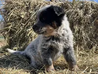 Tulip 🌷 , a female Australian Cattle Dog for sale in Edwards, MO – Photo 6 of 10