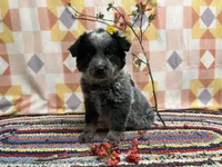 Tulip 🌷 , a female Australian Cattle Dog for sale in Edwards, MO – Photo 2 of 10