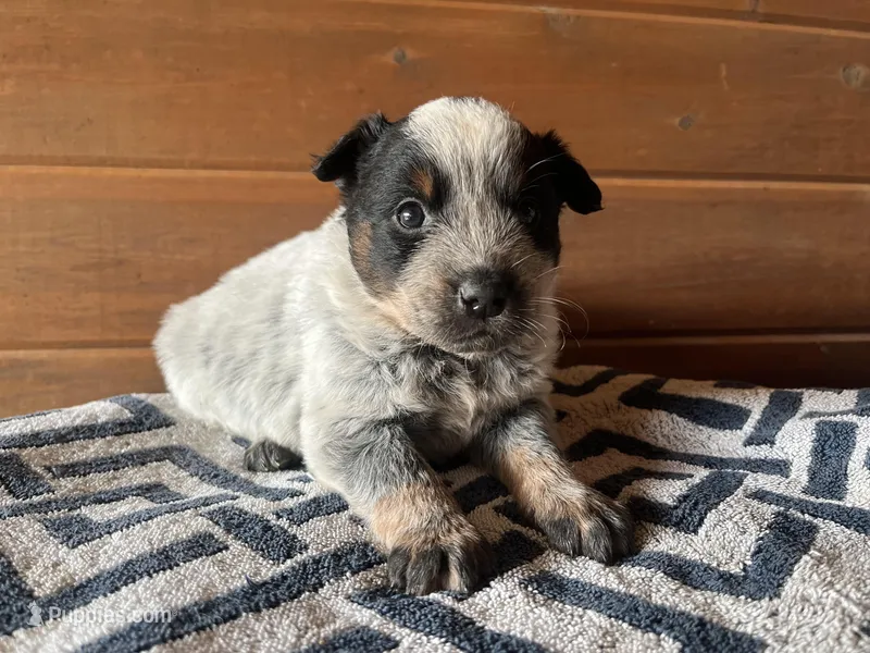 Felicity 🥰 – Australian Cattle Dog puppy for sale in Edwards, MO