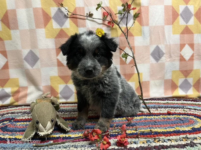 Tulip 🌷  – Australian Cattle Dog puppy for sale in Edwards, MO