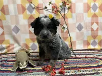 Tulip 🌷 , a female Australian Cattle Dog for sale in Edwards, MO – Photo 1 of 10