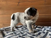 Felicity 🥰, a female Australian Cattle Dog for sale in Edwards, MO – Photo 5 of 10