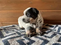 Felicity 🥰, a female Australian Cattle Dog for sale in Edwards, MO – Photo 4 of 10