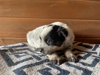 Felicity 🥰, a female Australian Cattle Dog for sale in Edwards, MO – Photo 3 of 10