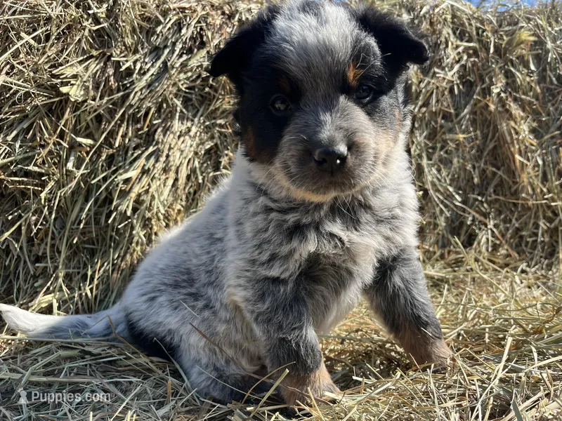 Felicity 🥰 – Australian Cattle Dog puppy for sale in Edwards, MO