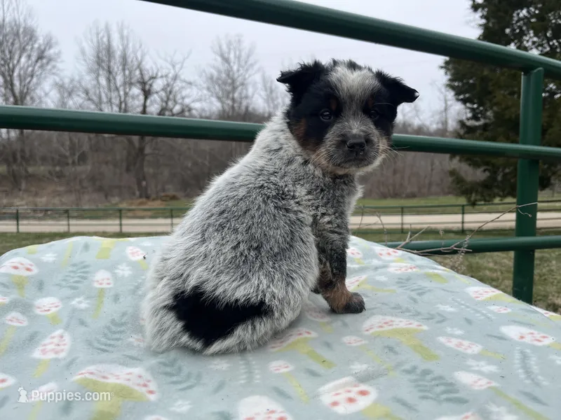 Felicity 🥰 – Australian Cattle Dog puppy for sale in Edwards, MO