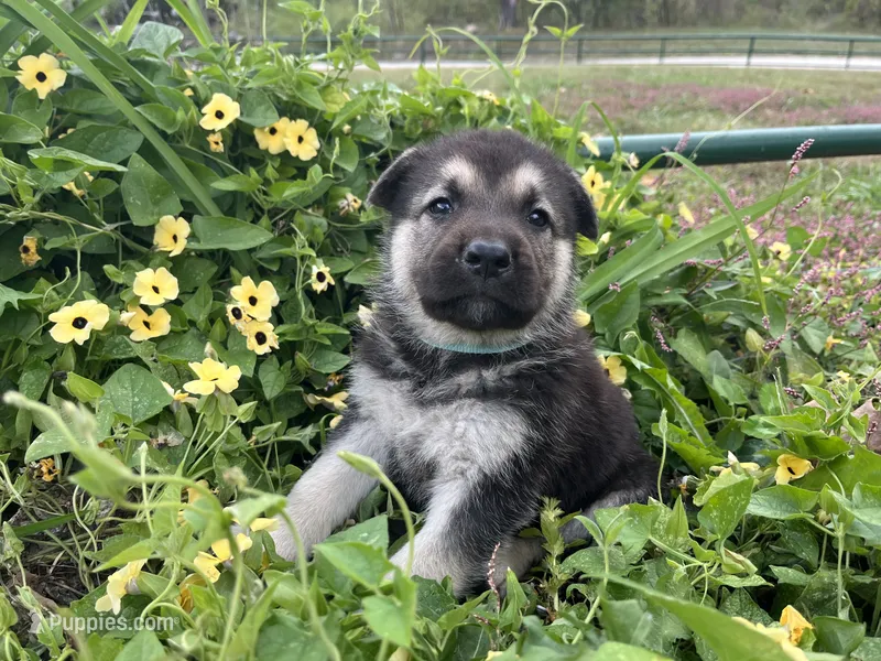 Agate – German Shepherd Dog puppy for sale in Edwards, MO