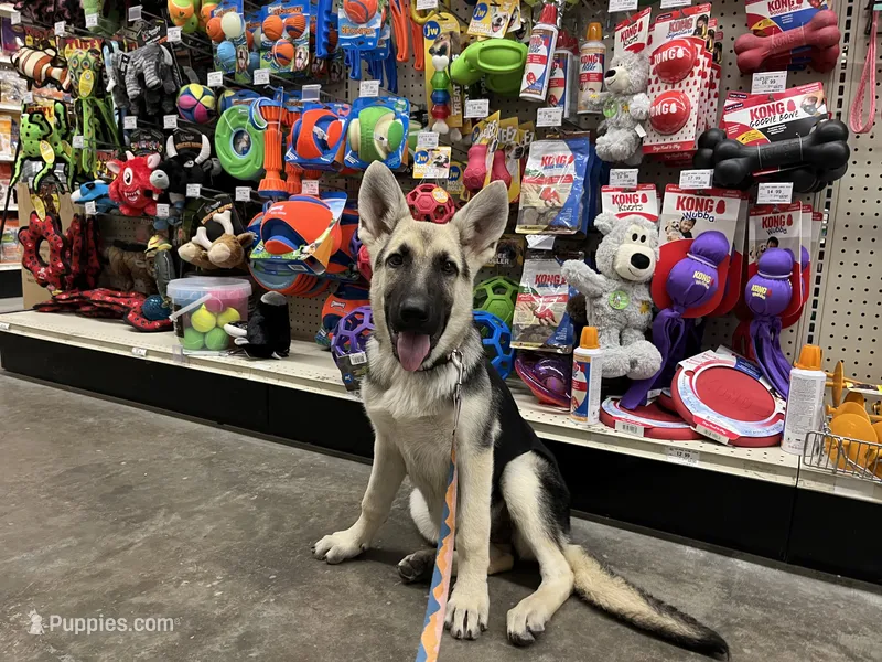 Meadow – German Shepherd Dog puppy for sale in Edwards, MO