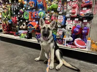 Meadow, a female German Shepherd Dog for sale in Edwards, MO – 1 of 7