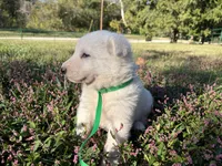 Sly, a female German Shepherd Dog for sale in Edwards, MO – 3 of 10