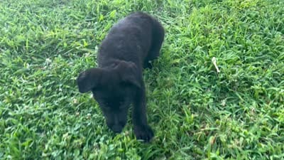 Hedge, a male German Shepherd Dog for sale in Edwards, MO – 9 of 9