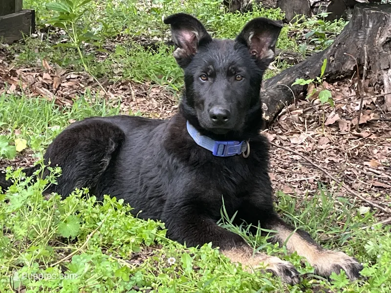 Gwendolyn  – German Shepherd Dog puppy for sale in Edwards, MO