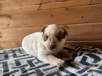 Willy, a male Australian Cattle Dog for sale in Edwards, MO – Photo 8 of 10