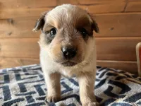 Willy, a male Australian Cattle Dog for sale in Edwards, MO – Photo 1 of 10