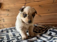 Willy, a male Australian Cattle Dog for sale in Edwards, MO – Photo 6 of 10