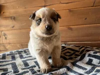 Willy, a male Australian Cattle Dog for sale in Edwards, MO – Photo 3 of 10